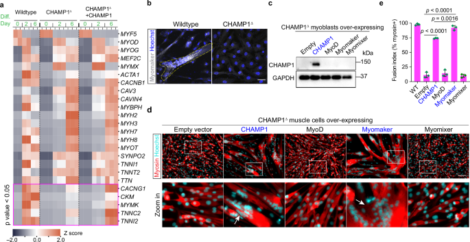 Fig. 2: CHAMP1 controls human myoblast fusion by activating Myomaker expression.