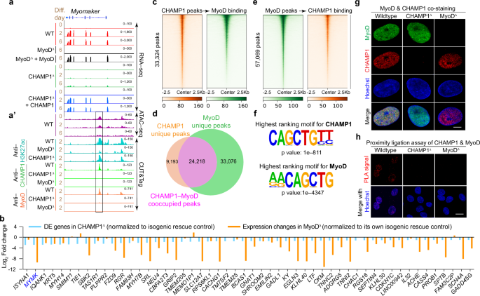 Fig. 4: CHAMP1 controls Myomaker expression through interactions with MyoD.