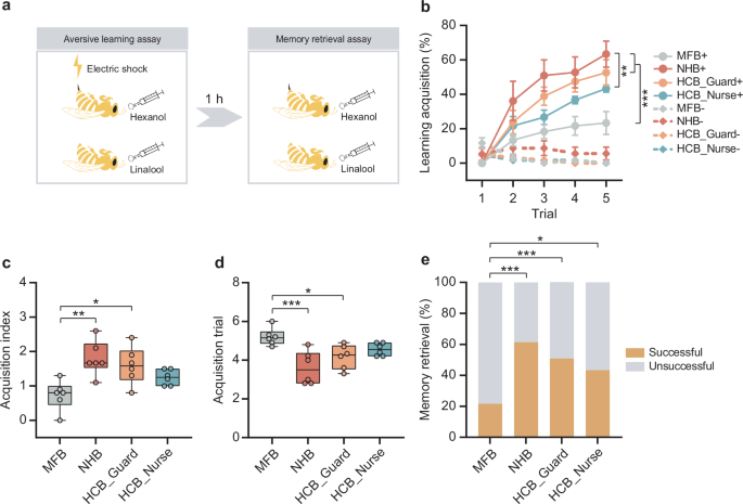 Fig. 1: Normal gut microbiota is conducive to aversive learning and memory of honeybees.