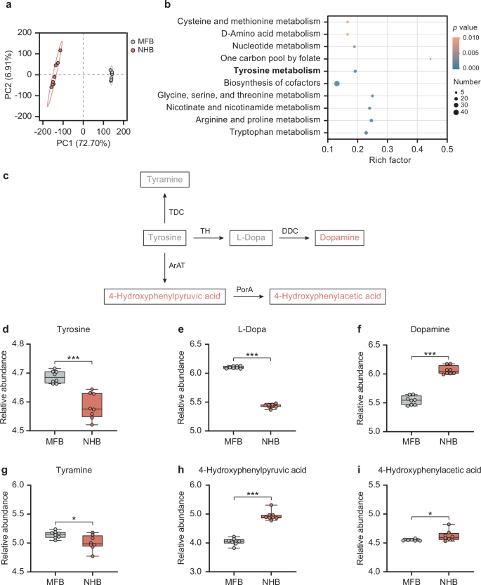 Fig. 2: Gut microbiota influences the tyrosine metabolism of the hindgut in honeybees.