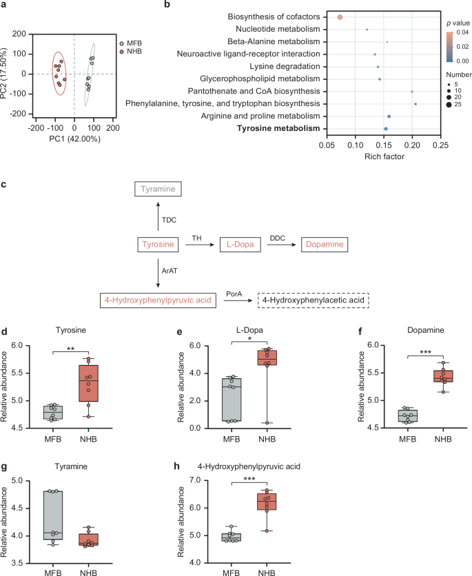 Fig. 3: Gut microbiota affects the relative abundance of metabolites related to tyrosine metabolism in the honeybee hemolymph.