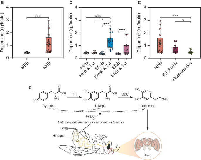 Fig. 6: Gut microbial communities regulate brain dopamine levels of honeybees.