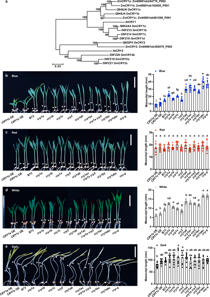 Fig. 1: ZmCRYs function redundantly in mediating blue light-repressed mesocotyl elongation in maize.