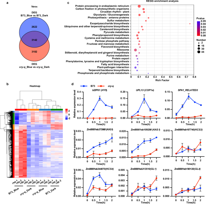 Fig. 2: ZmCRYs mediate the blue light-regulated genes’ transcription in maize.