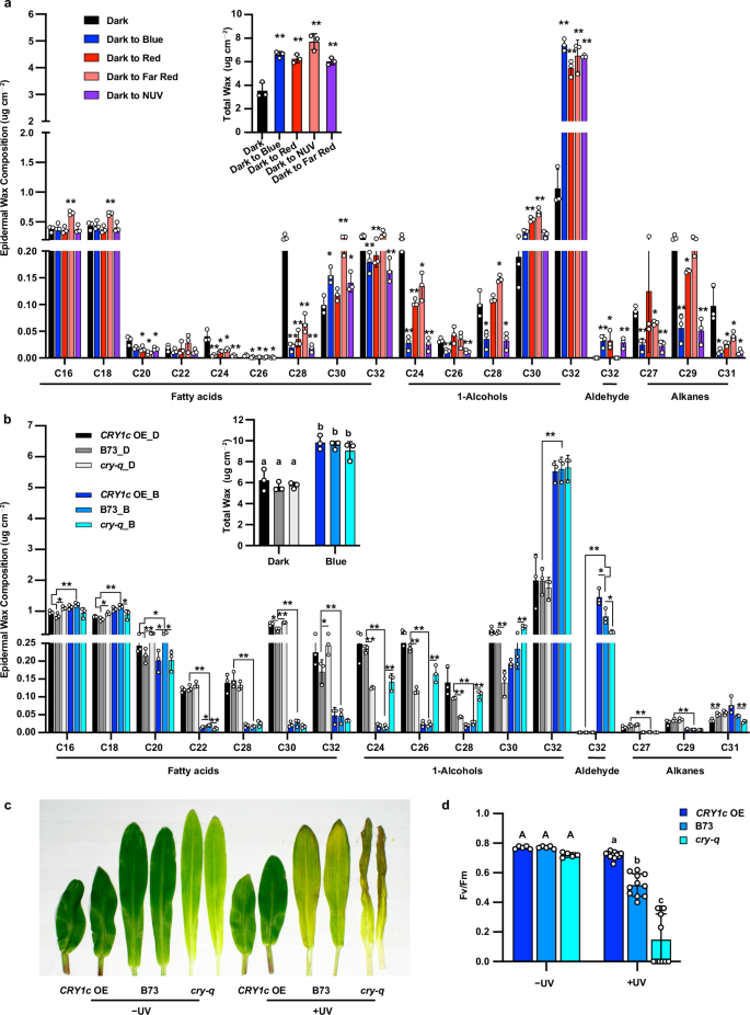 Fig. 3: ZmCRYs mediate blue light-enhanced epidermal wax biosynthesis.
