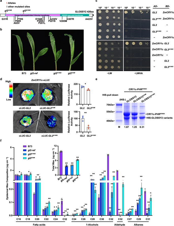Fig. 5: CRY interacting ability is critical for the function of GL2.