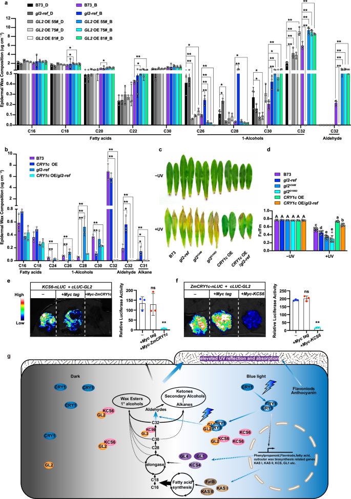 Fig. 6: ZmCRY1-GL2 mediate blue light-regulated wax biosynthesis.