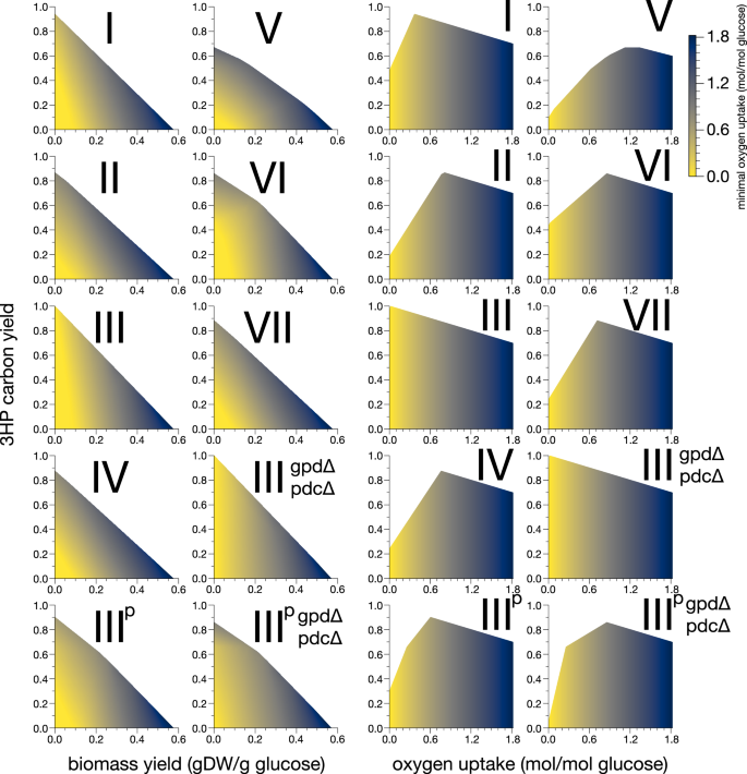 Fig. 1: Simulated production envelopes for 3HP pathways.