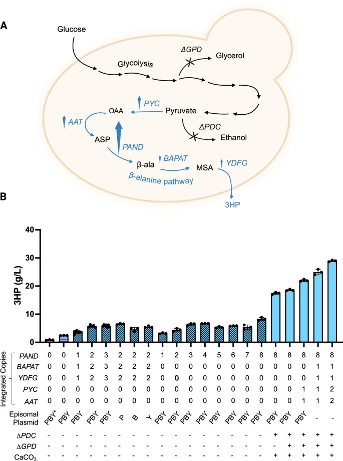 Fig. 3: Metabolic engineering strategies used to increase 3HP production in I. orientalis SD108.