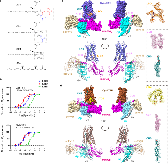 Fig. 1: Overall structures of CysLT2R signaling complexes.