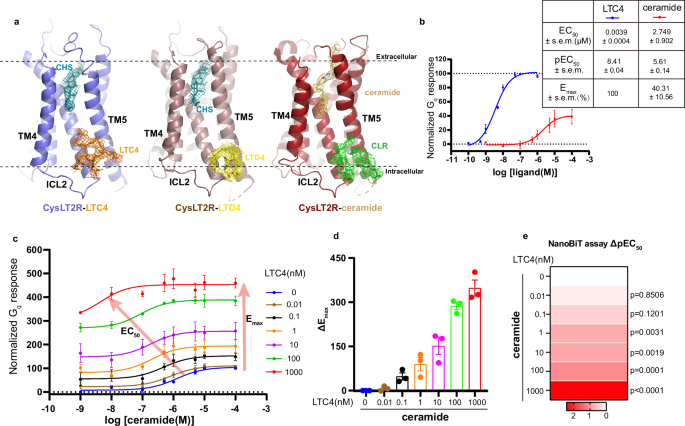 Fig. 2: The ago-allosteric modulation at CysLT2R by CysLTs.