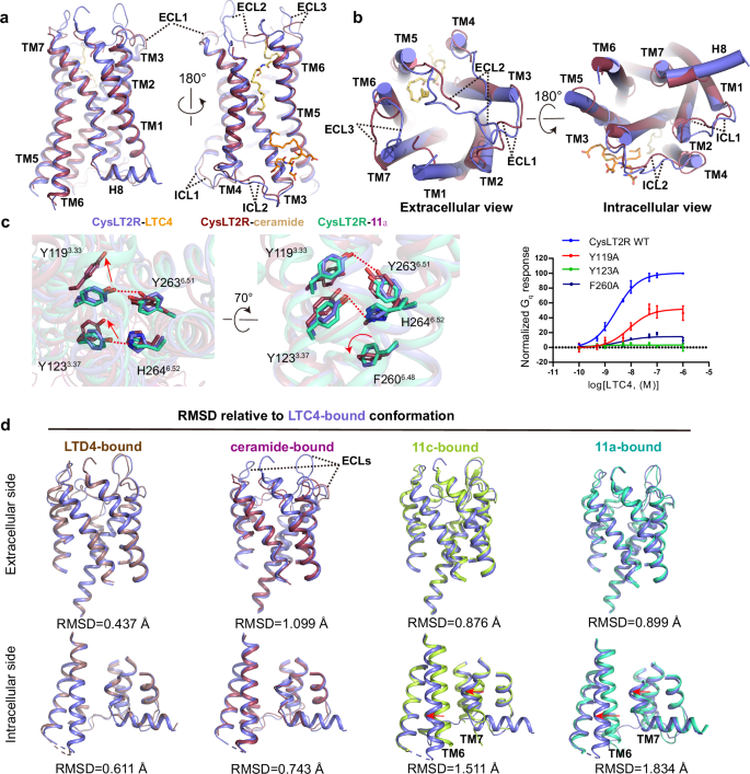 Fig. 4: Comparison of CysLT2R structures in different states.