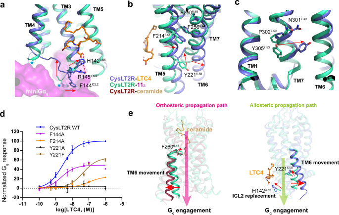 Fig. 5: Activation mechanism of CysLT2R.