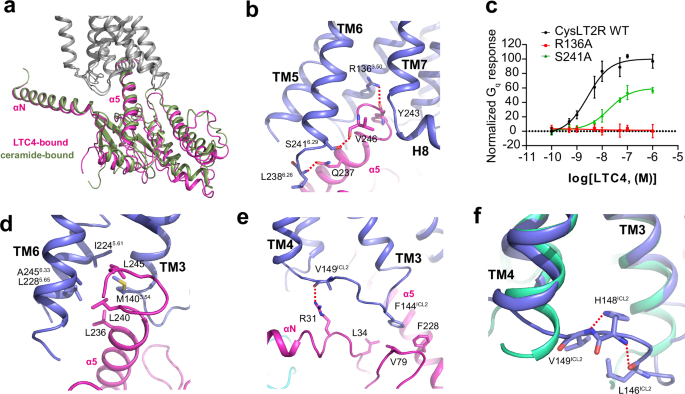 Fig. 6: The Gq engagement of CysLT2R.