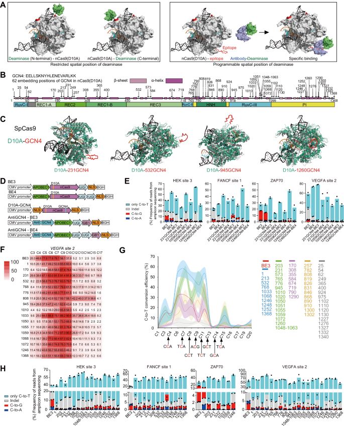 Fig. 1: Generation of SunTag Plug-in BE3 by programming deaminase’s spatial location.