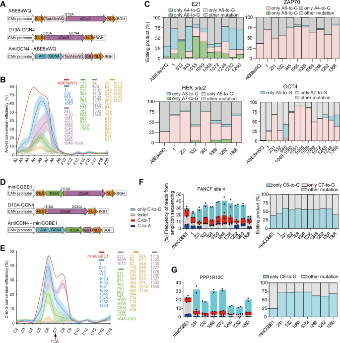 Fig. 2: Generations of SunTag Plug-in ABE8eWQ and SunTag Plug-in miniCGBE1.