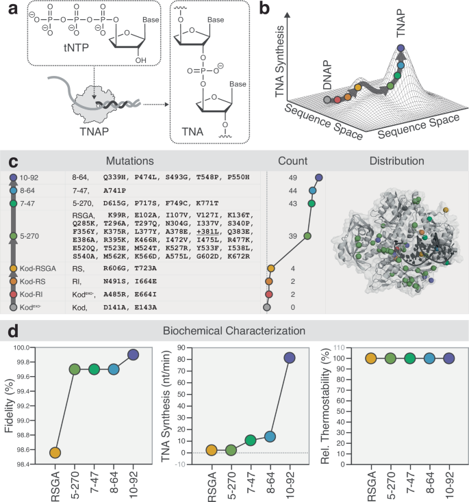 Fig. 1: Evolution of the 10–92 TNA polymerase.