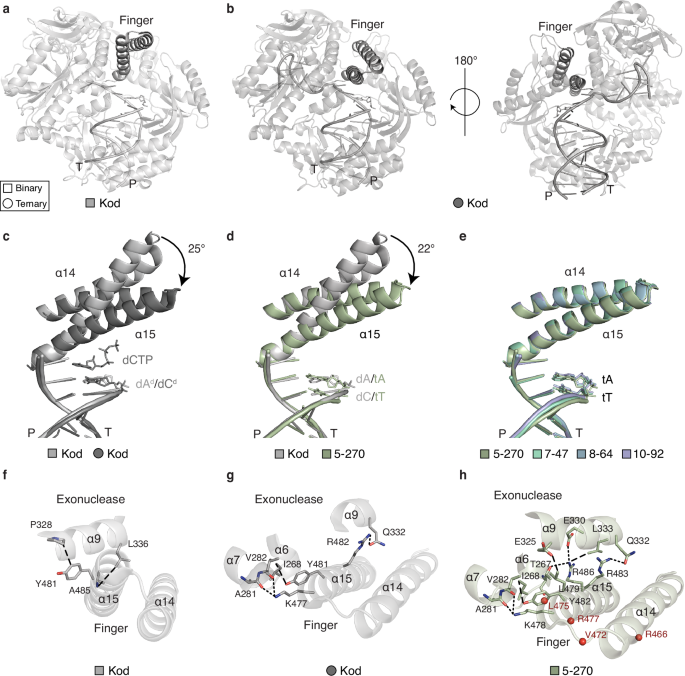 Fig. 2: The finger subdomain of TNA polymerases.