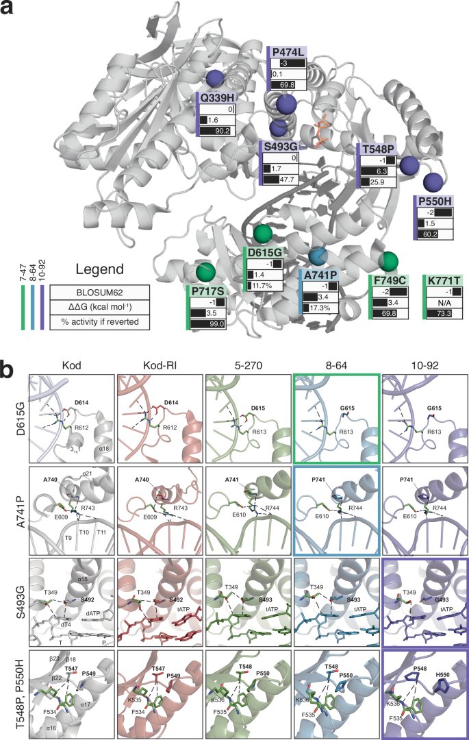Fig. 6: Structural analysis of key mutations driving improved catalysis.