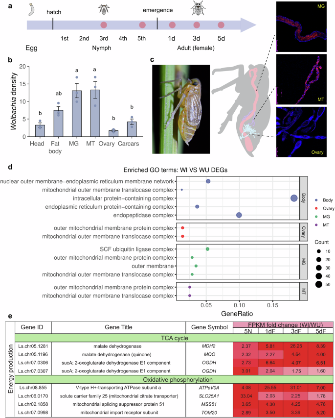 Fig. 2: Wolbachia upregulates the gene expression related to energy production.