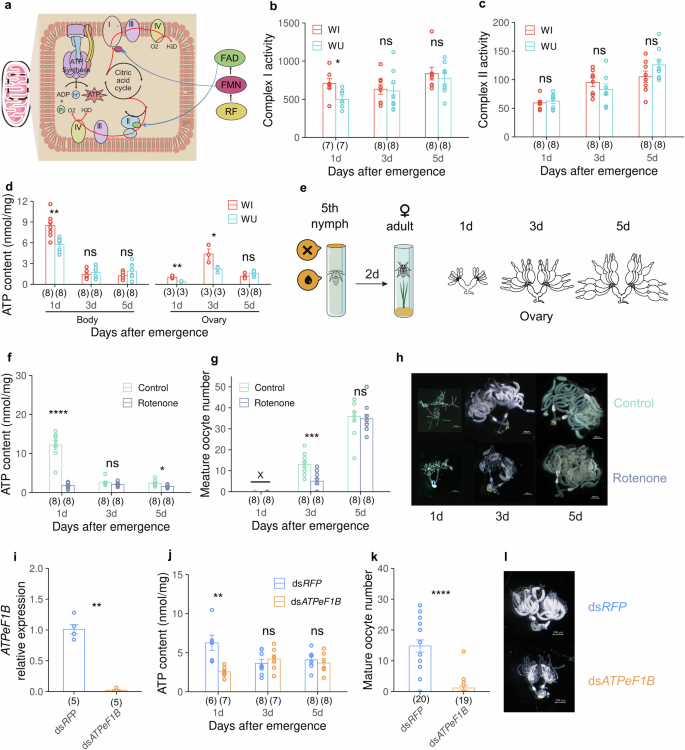 Fig. 3: Wolbachia upregulates SBPH females’ energy production.
