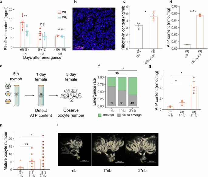 Fig. 4: Riboflavin synthesized by Wolbachia promotes the ATP-producing ability then the ovary development.
