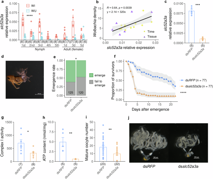 Fig. 5: Wolbachia upregulates the expression of SBPH’s riboflavin transporter slc52a3a to promote ovary development.