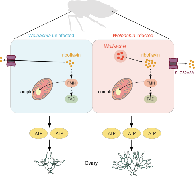 Fig. 6: Schematic illustration of Wolbachia-mediated enhancement of energy production and ovarian development in SBPH.