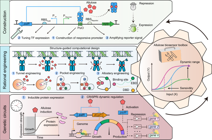 Fig. 1: Rational design and engineering of allulose-responsive biosensors for protein expression and CRISPR interference (CRISPRi)-mediated dynamic regulation.