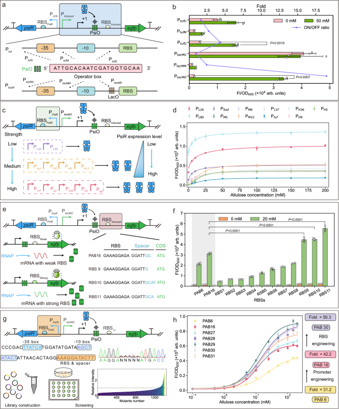 Fig. 2: Construction of allulose-responsive biosensors in C.glutamicum.