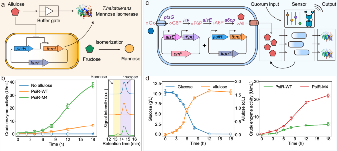Fig. 6: Engineering allulose-responsive circuit for enzyme production.