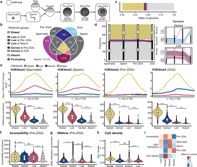 Fig. 2: H3K4me3 peak intensity closely correlates with the dynamics of H3K4me3 localization.
