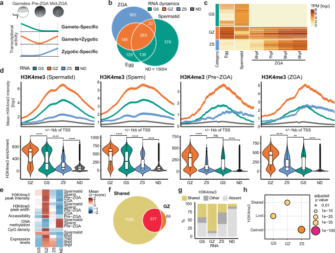 Fig. 3: H3K4me3 marks gene promoters independently of transcription between two transcriptionally active time points.