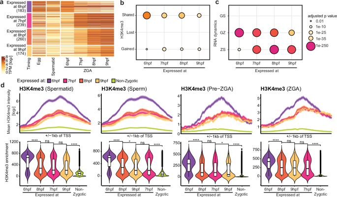 Fig. 4: Genes pre-marked by H3K4me3 are expressed early during zygotic genome activation.