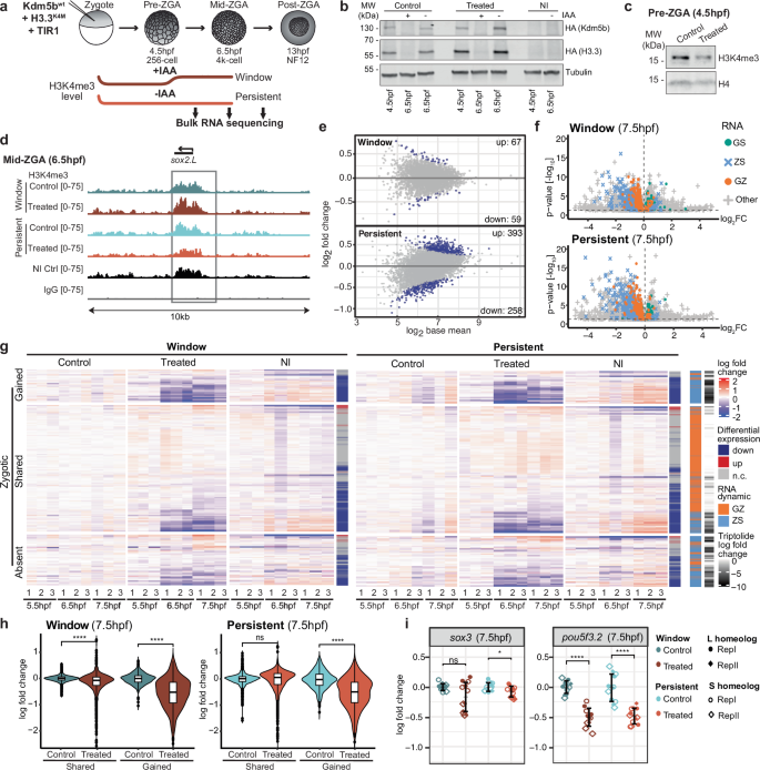 Fig. 5: Promoter H3K4me3 during early cell divisions is required for proper ZGA.
