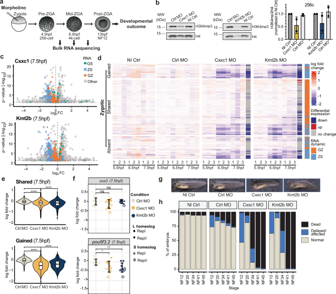 Fig. 6: Cxxc1 and Kmt2b are required for proper ZGA and embryonic development.