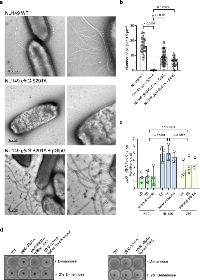 Fig. 2: Surface organelle formation is impaired when GlpG activity is not present in UPEC strain NU149.