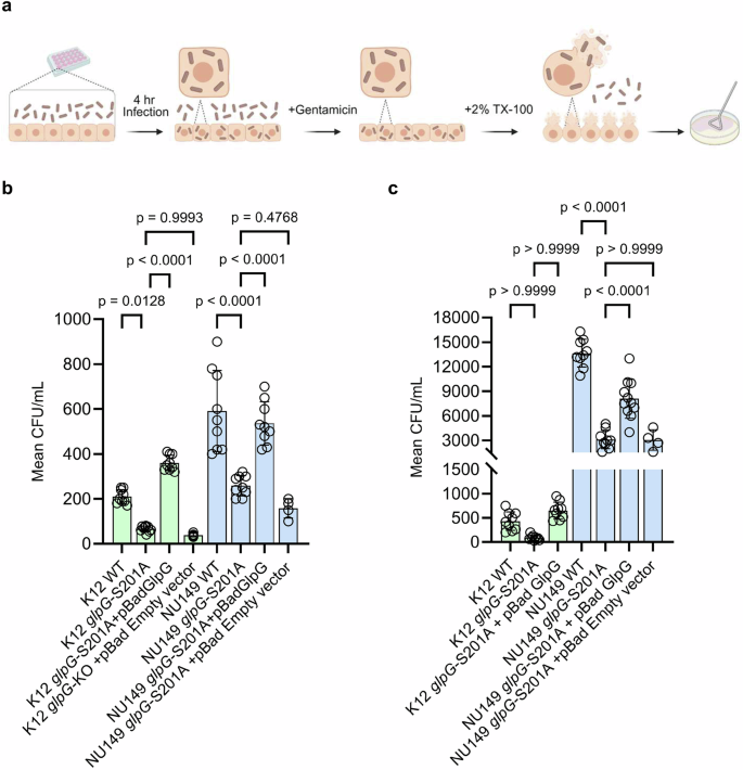 Fig. 3: GlpG catalysis is required for bacterial invasion by commensal and uropathogenic strains in bladder and kidney cell lines.