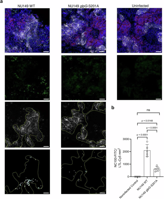Fig. 4: E. coli NU149 glpG-S201A mutant is unable to invade kidney organoid tubules.