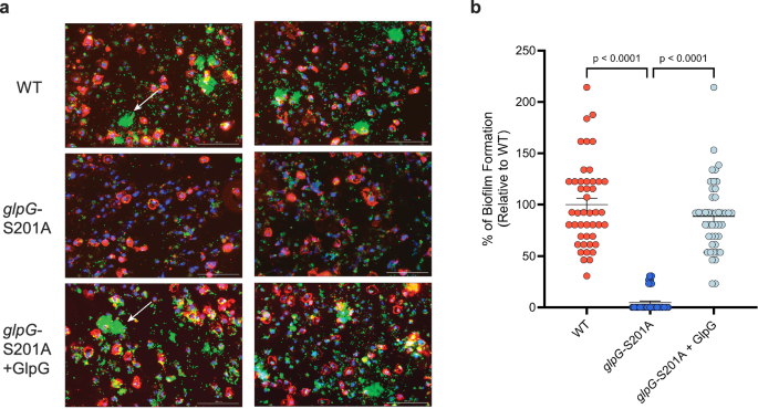 Fig. 5: GlpG is required for biofilm formation by uropathogenic E. coli.