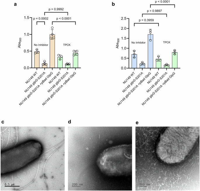 Fig. 6: Microtiter biofilm assay of different strains of UPEC NU149.