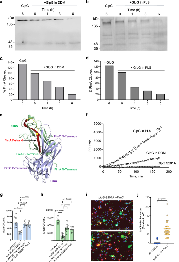 Fig. 7: GlpG cleaves FimA at the C-terminal tail for subsequent degradation to prevent accumulation of aggregates in the periplasm.