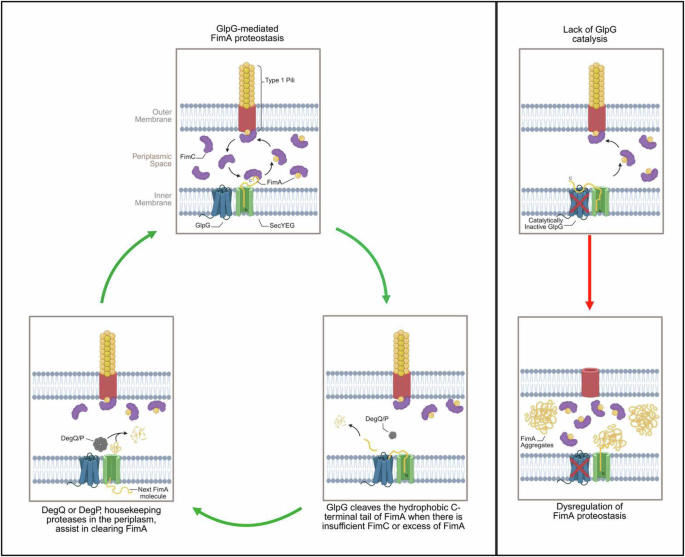 Fig. 8: Proposed depiction of the role of GlpG in maintaining protein quality control of FimA for the proper assembly of type 1 pili in E. coli.