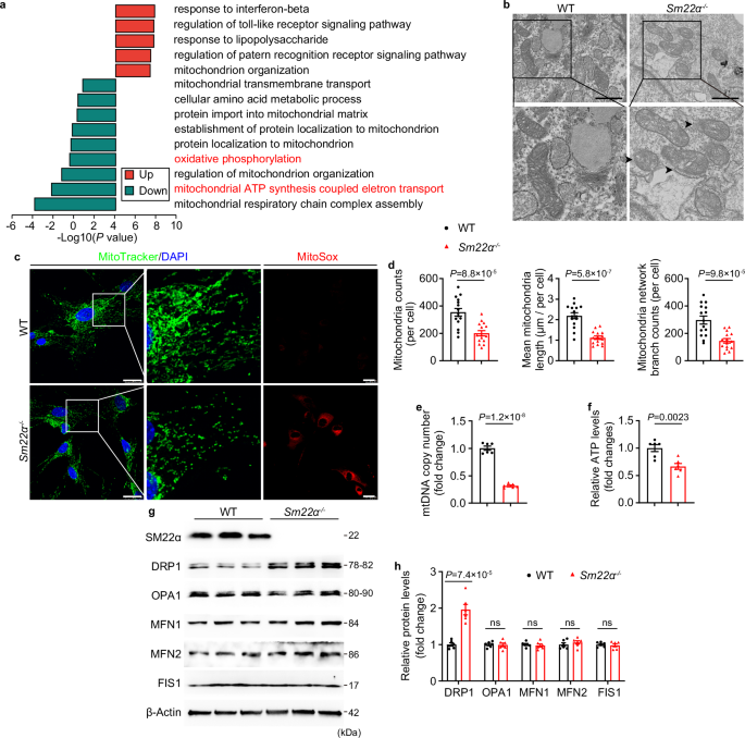 Fig. 3: Mitochondrial dysfunction occurs in Sm22α−/− colonic smooth muscle cells (CSMCs).