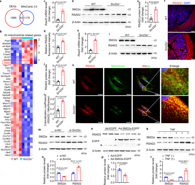 Fig. 4: RSAD2 expression is upregulated in Sm22α−/− colonic smooth muscle cells (CSMCs).
