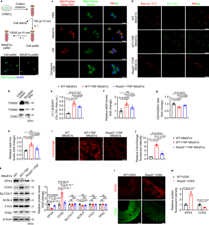 Fig. 8: Mitochondrial extracellular vesicles (MitoEVs) secreted from CSMCs induce intestinal epithelial cells (IEC) ferroptosis.