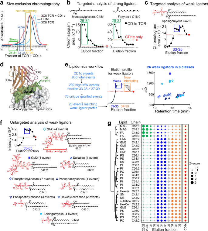 Fig. 1: CD1c-TCR ligand trapping.