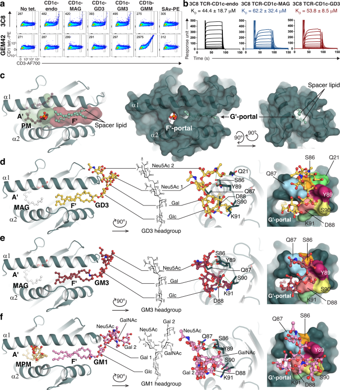 Fig. 2: Two mechanisms of lipid antigen presentation by CD1c.