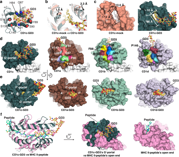 Fig. 3: The G′-portal is a unique feature of CD1c.