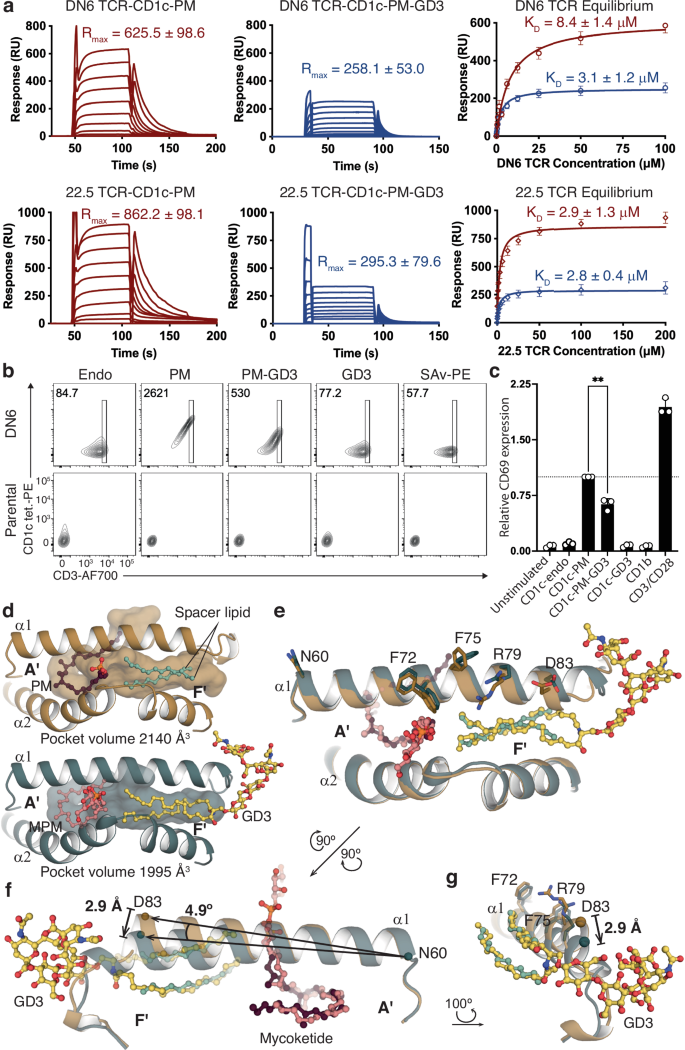Fig. 4: Sideways lipid presentation modulates TCR recognition of A’-upright lipids in CD1c.